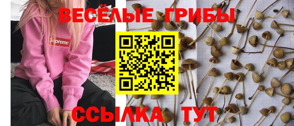 Ливны  Псилоцибиновые грибы Cubensis  Вход с VPN 